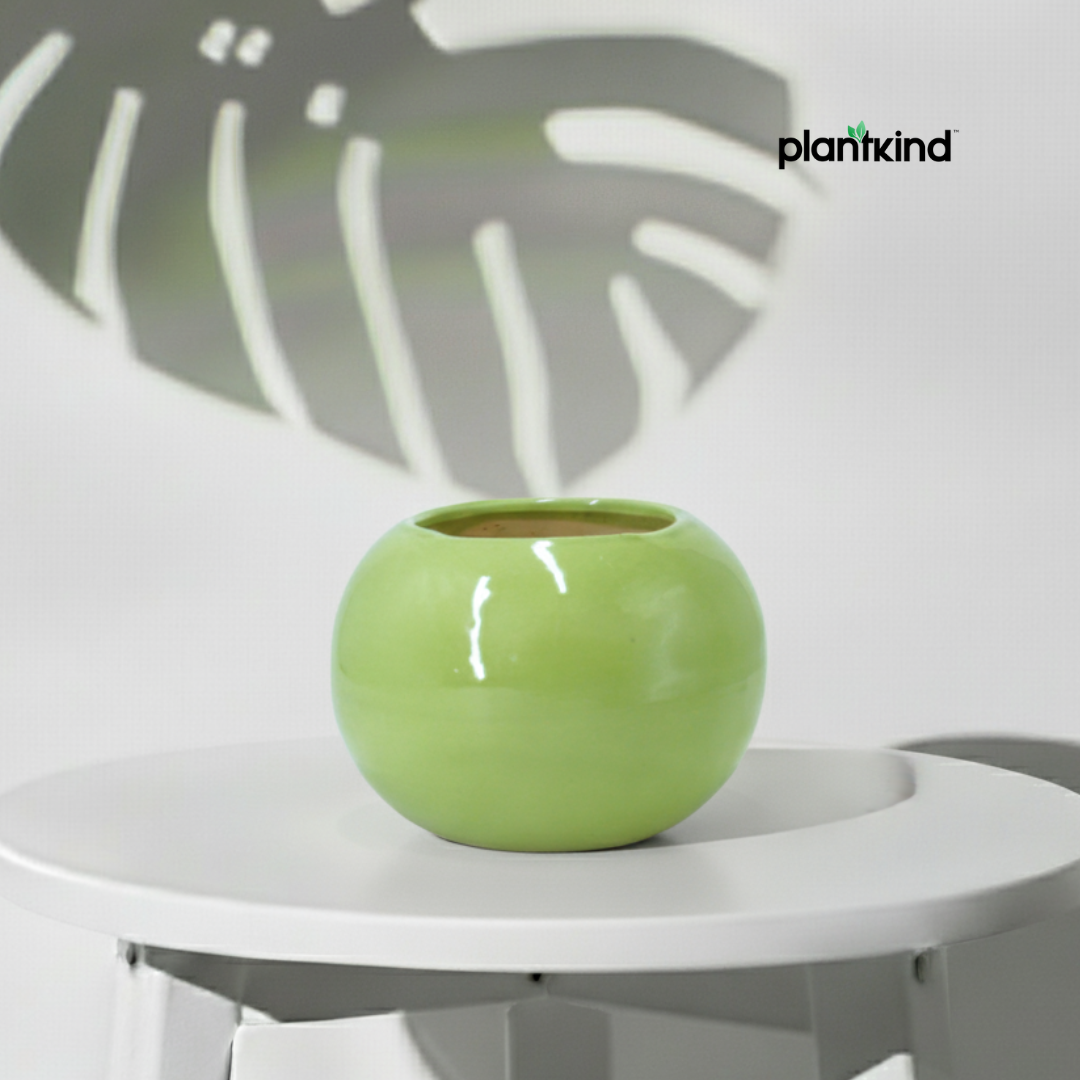 Plantkind Green Glazed Round Ceramic Pots | Elegant Ceramic Pots | Pack Of 1
