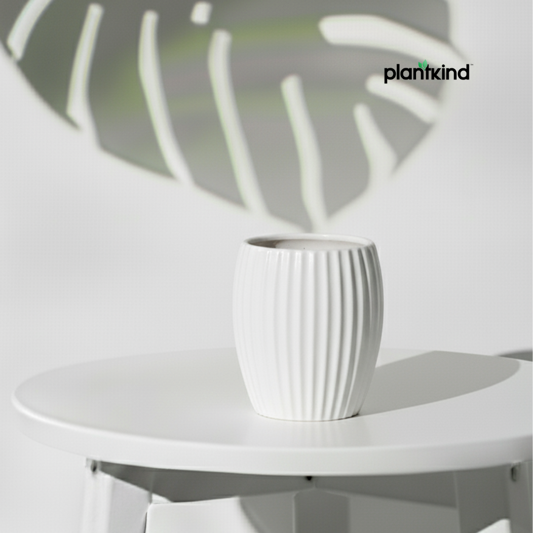 Plantkind Zenith White Ceramic Pot | Ceramic Pot | High Quality | Pack of 1