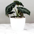 Alocasia Velvet Black| Velveta Black  |Indoor Plant Pack of 1