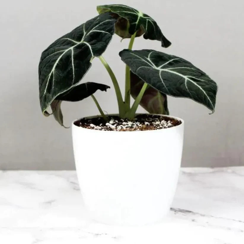 Alocasia Velvet Black| Velveta Black  |Indoor Plant Pack of 1