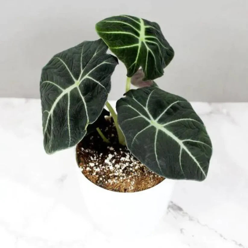 Alocasia Velvet Black| Velveta Black  |Indoor Plant Pack of 1