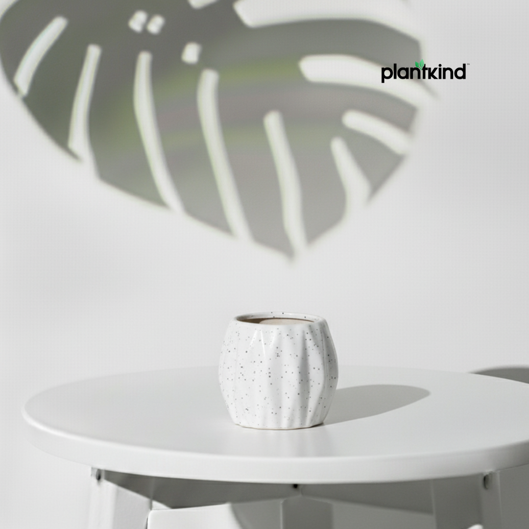 Plantkind Premium Horcruz Ceramic Pot | Ceramic Pots | High Quality | Pack Of 1