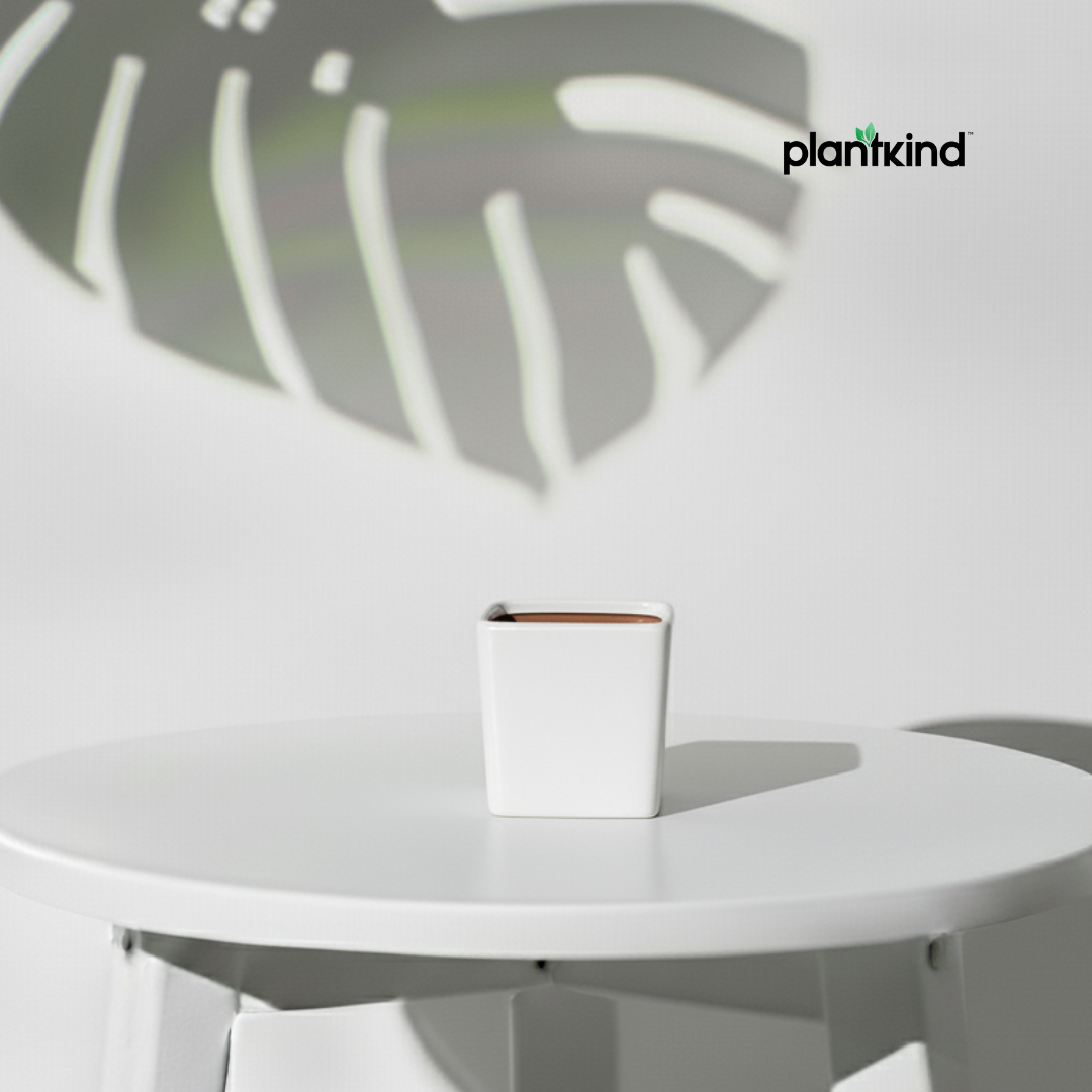 Plantkind Small Square Ceramic Pot | Ceramic Pot | Pack of 1