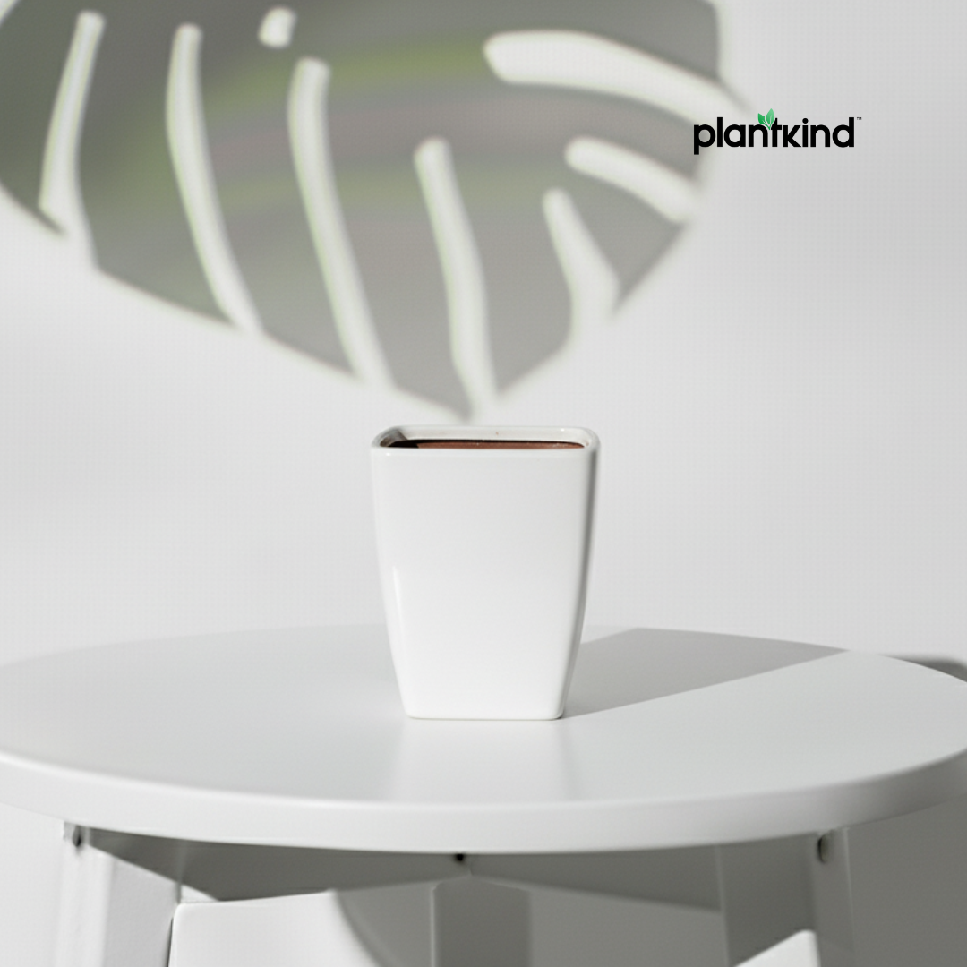 Plantkind Ivory Elegance Ceramic Pot | Ceramic Pot |White Pot | Pack of 1