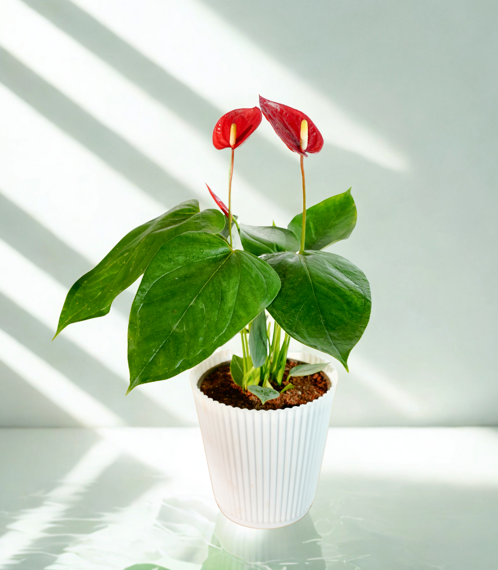 Anthurium Red Plant | Flowering Plant | Indoor Plant | Outdoor Plant | Pack of 1