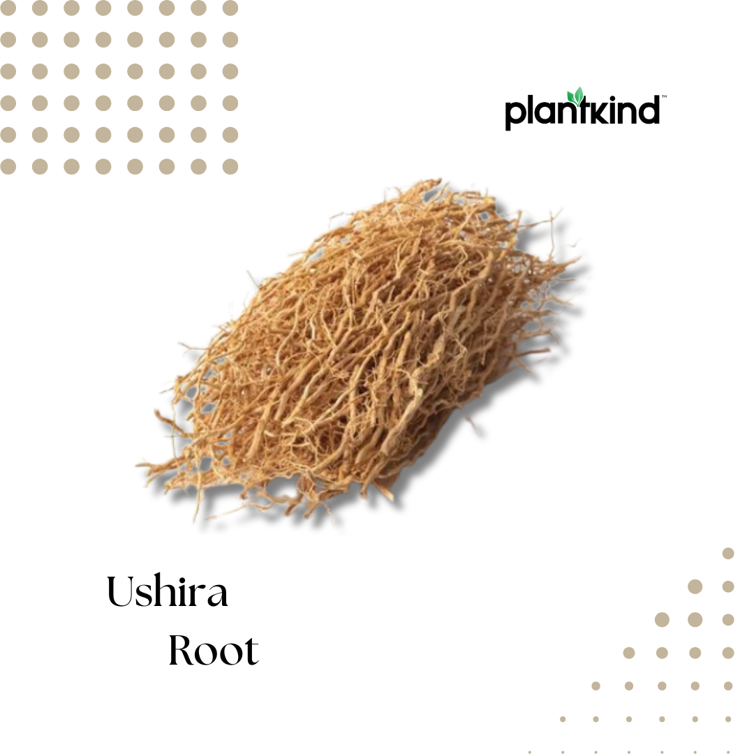 Ushira Root | Vetiver Root | Ramacham Root | Medicinal Herb | Pack of 1 | 50g