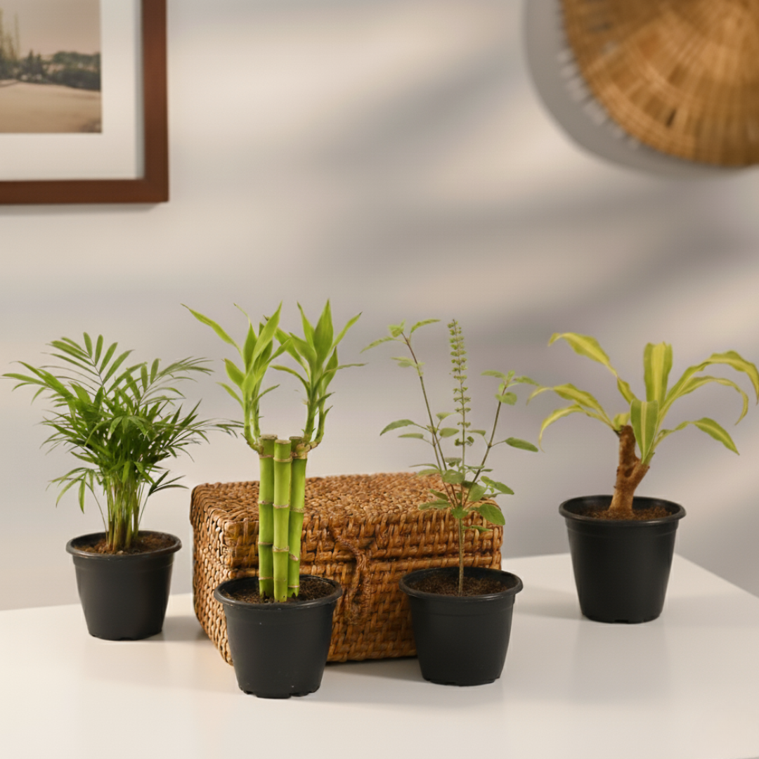 Vastu & Feng Shui Lucky Plant Combo | Good Luck Plants for Home | Combo Of 4