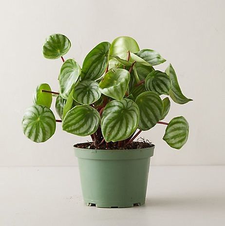 Peperomia Watermelon Plant |Live Beautiful| Charming | Indoor Plant Pack of 1