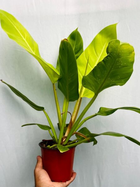Philodendron Melinonii Golden - Large