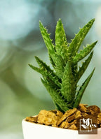 Aloe Juvenna Plant | Air purifying Plant | Indoor Plant | Pack Of 1