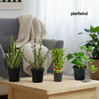 Good Fortune Plant Collection | Vastu & Feng Shui Approved |Pack of 4 | Medium