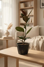 Rubber Plant| N-Black Rubber Plant | Plant for Indoor and outdoor | 1 Live Plant | XL