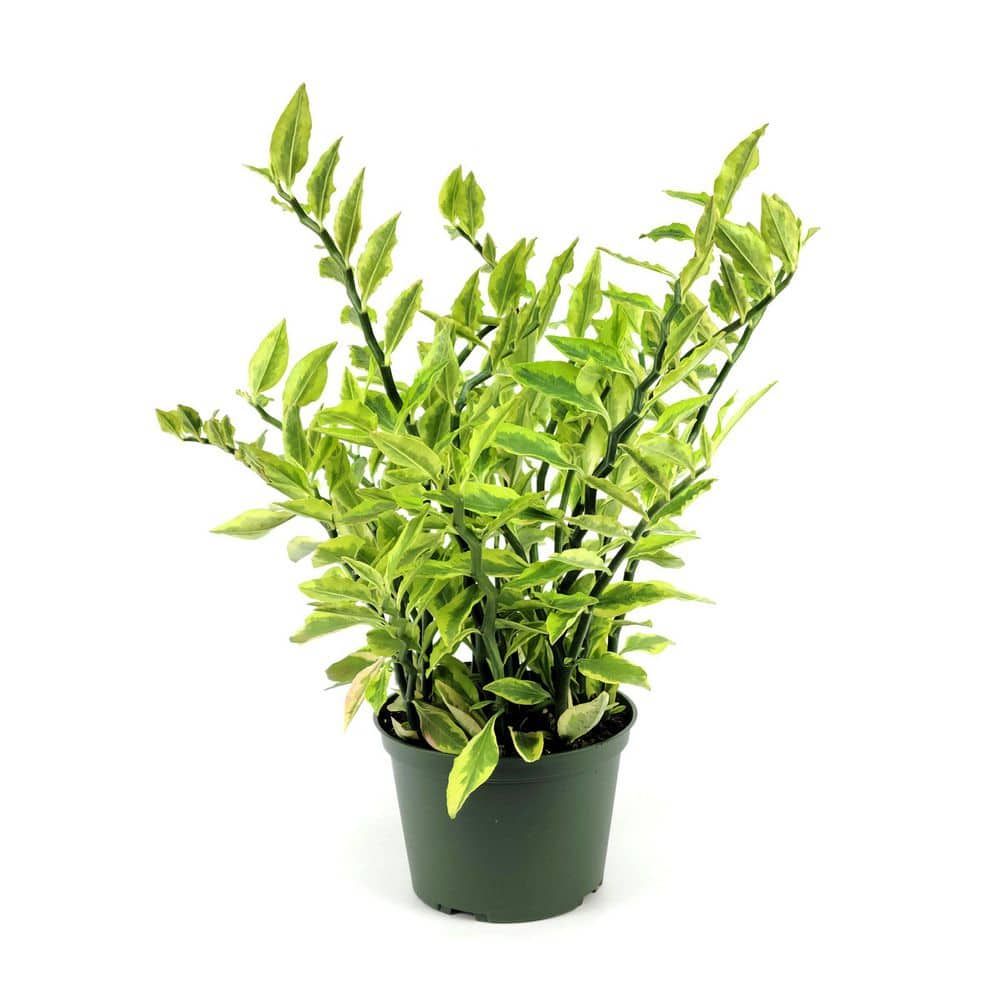 Pedilanthus Variegated  Plant | Indoor Plant | Pack Of 1