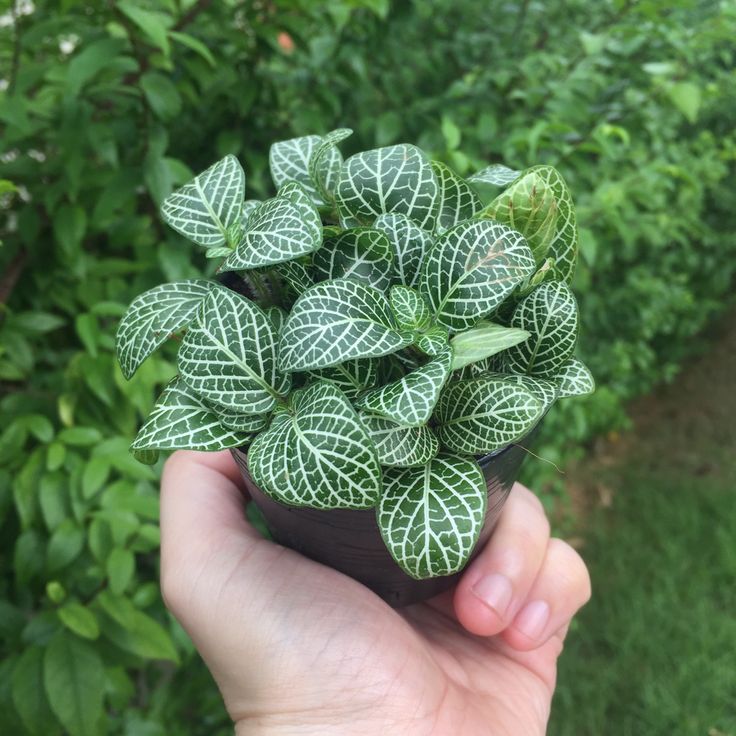Fittonia White Plant | Nerve Plant | Indoor Plant | Pack of 1