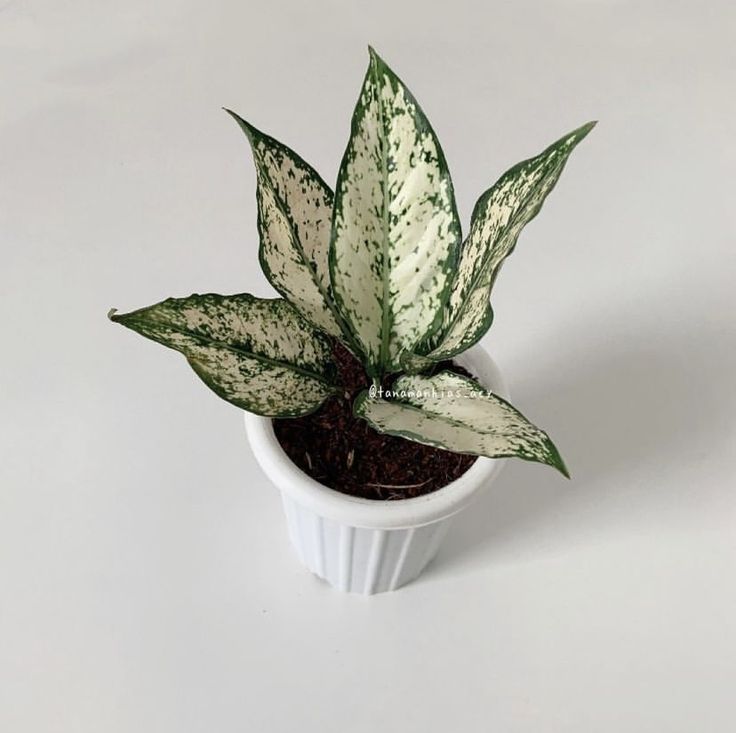 Aglonema Snow White| live Indoor Plant with Pot Pack of 1