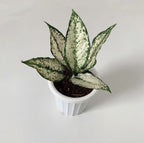 Aglonema Snow White| live Indoor Plant with Pot Pack of 1