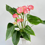 Anthurium Livium Plant | Flowering Plant |  1 Live Plant