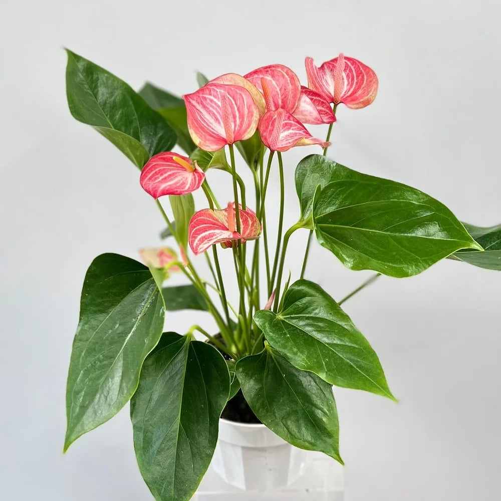 Anthurium Livium Plant | Flowering Plant |  1 Live Plant