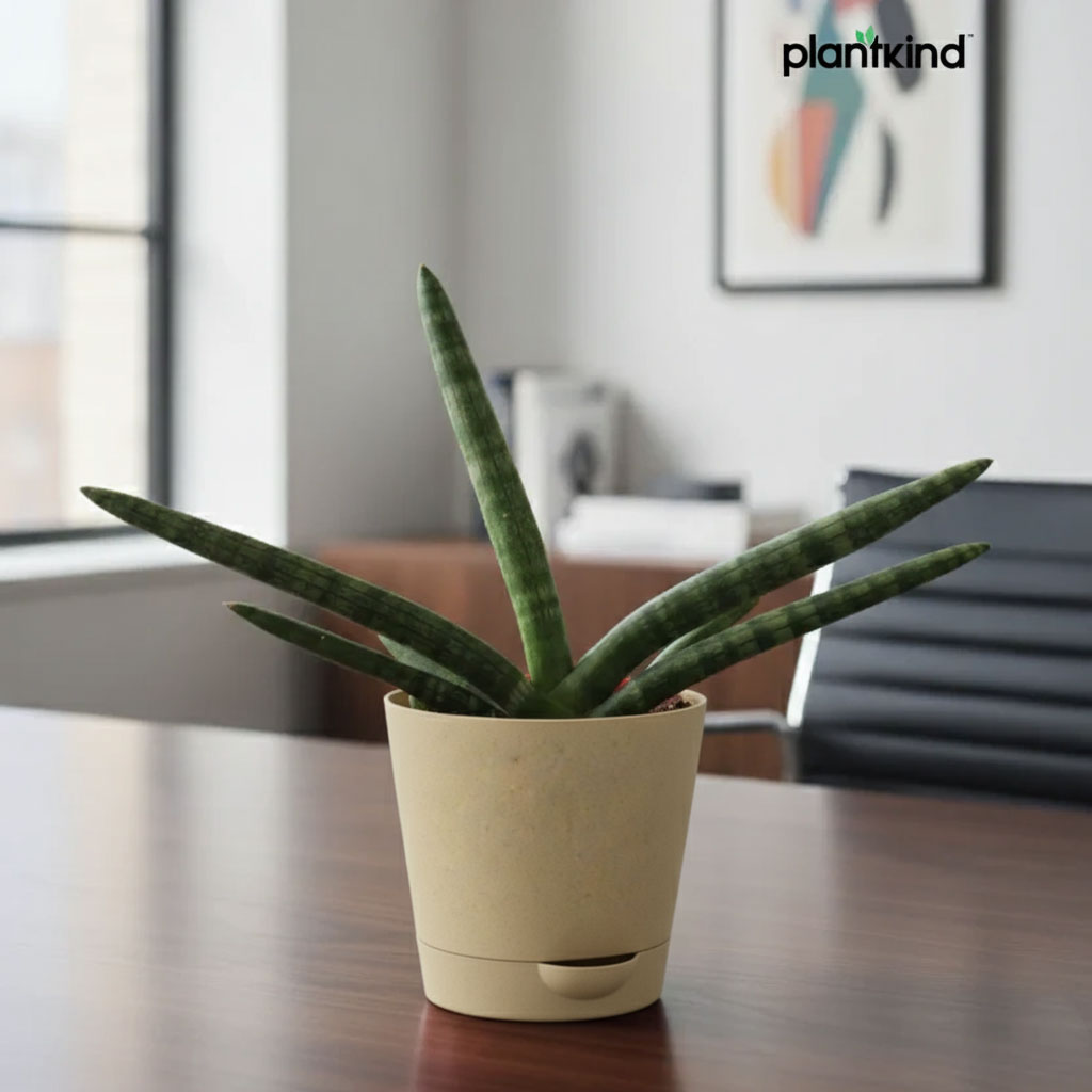 Sansevieria Cylindrica Boncel Plant | Indoor Plant |Air Purifying Plant |  1 Live Plant