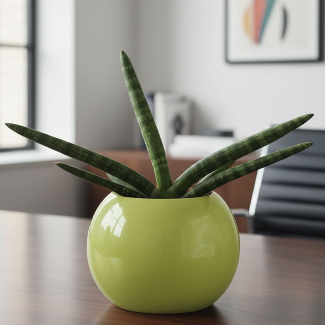 Sansevieria Cylindrica Boncel Plant | Indoor Plant |Air Purifying Plant |  1 Live Plant