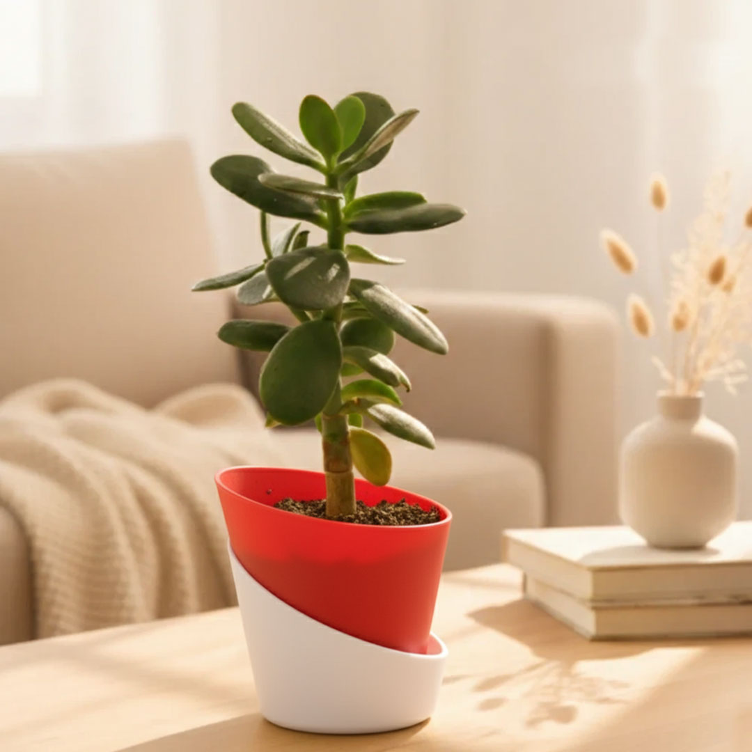 Crassula Ovata Plant | Succulent Plant | Indoor Plant | 1 Live Plant