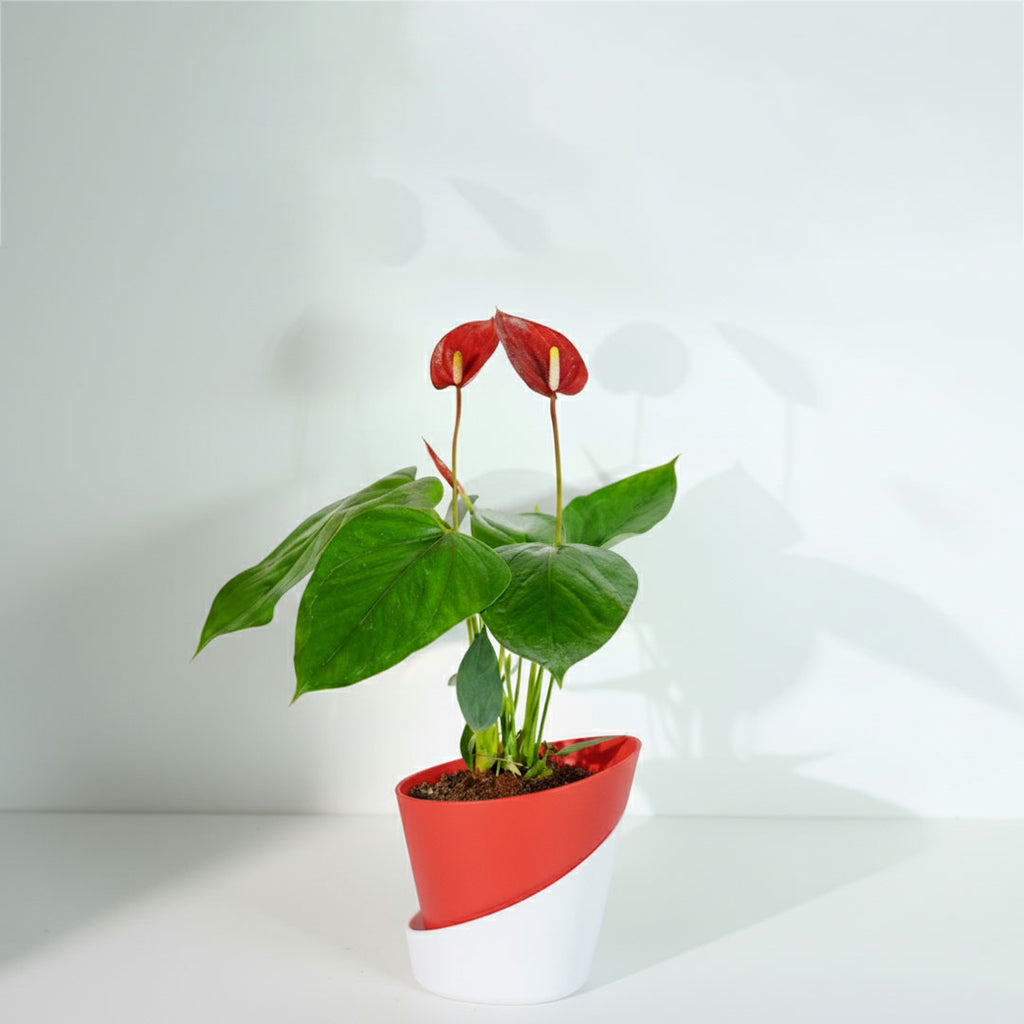 Anthurium Red Plant | Flowering Plant | Indoor Plant | Outdoor Plant | 1 Live Plant | Medium