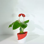 Anthurium Red Plant | Flowering Plant | Indoor Plant | Outdoor Plant | 1 Live Plant | Medium