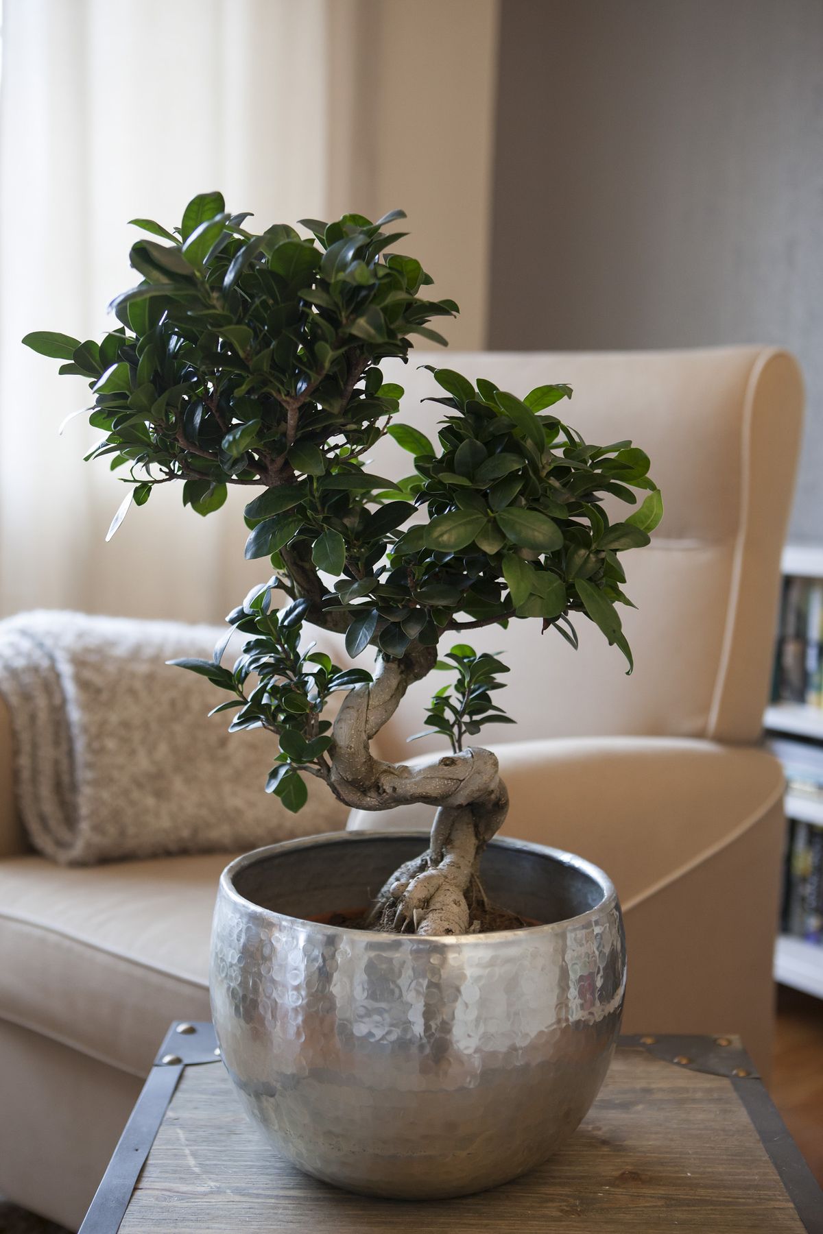 Ficus Bonsai Plant | Bonsai Plant | Indoor Plant | Pack of 1
