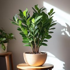 ZZ Plant | Zamioculcas zamiifolia | Fortune Plant| Indoor Plant | Pack Of 1