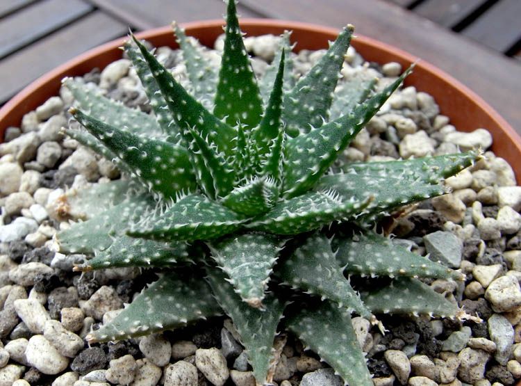 Aloe Pepe | Succulent Plant | Indoor Plant | Pack Of 1