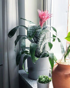 Aechmea Fasciata Plant | Air purifying Plants | Indoor Plant | Pack of 1