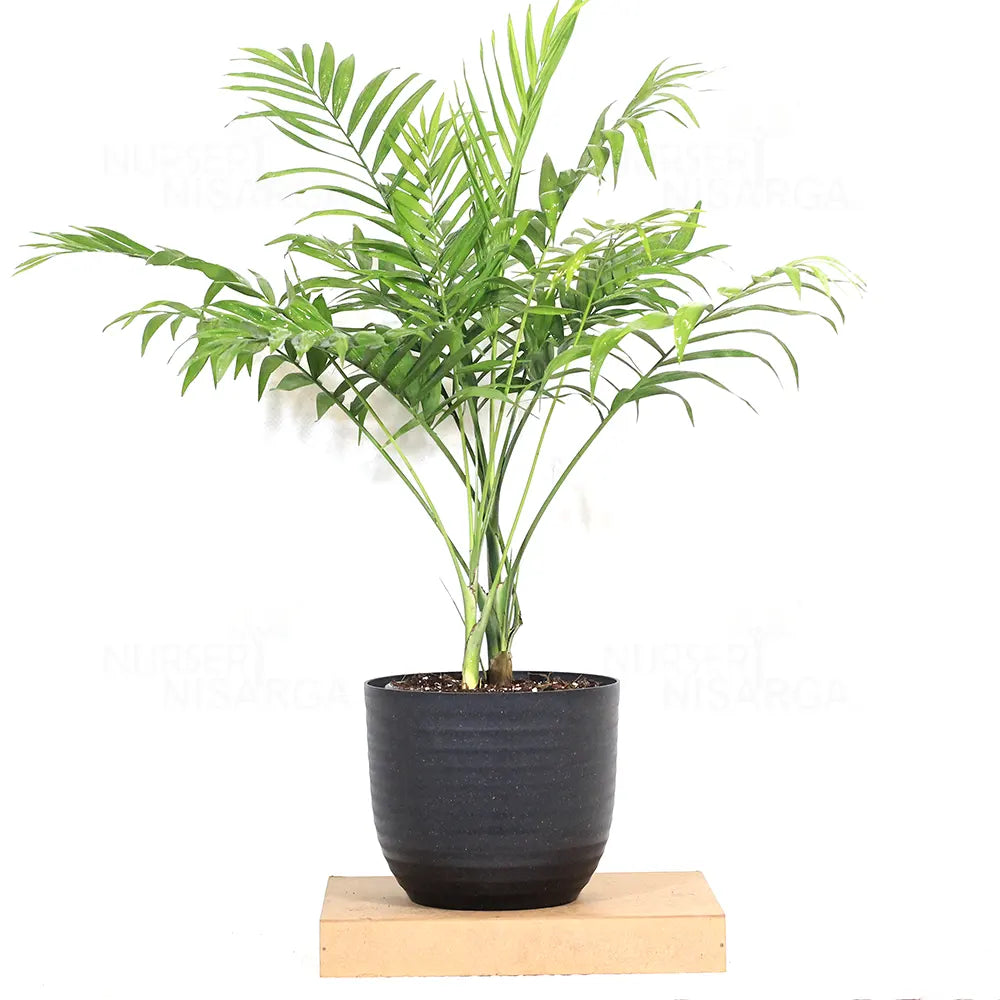 Chamaedorea Elegans|Air Purifier Plant |Indoor |outdoor Plants Pack of 1