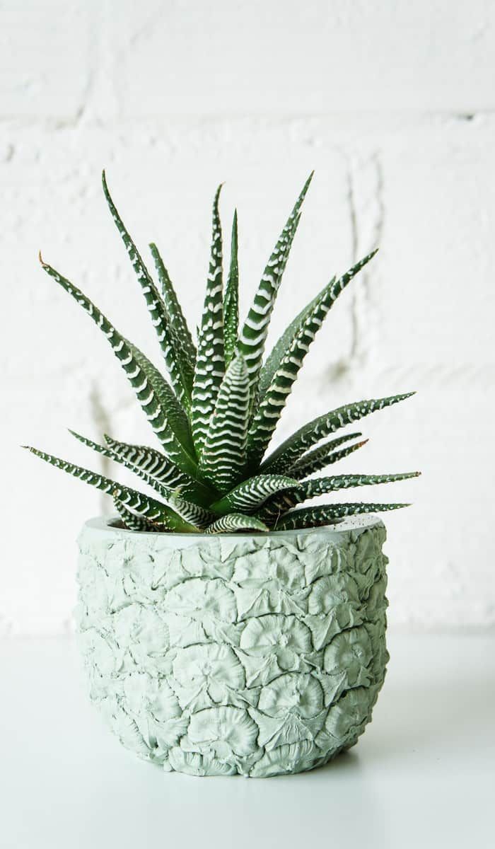 Haworthia Coarctata Plant | Indoor Plant | Succulent Plant | 1 Live Plant