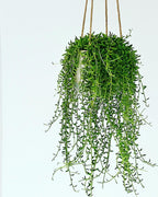 String of Banana Plant |  Indoor Plant | Hanging Plant | Pack of 1