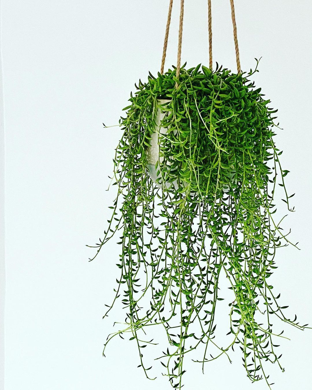 String of Banana Plant |  Indoor Plant | Hanging Plant | Pack of 1