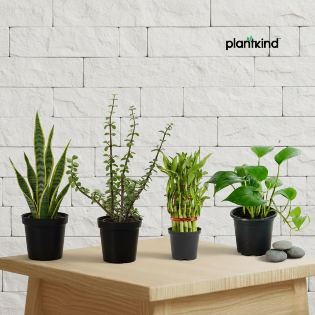 Good Fortune Plant Collection | Vastu & Feng Shui Approved |Pack of 4 | Medium