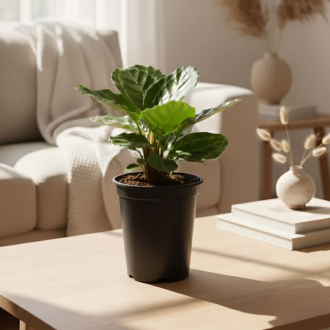 Calathea Roseopicta Green Plant |  Ornamental Plant | 1 Live Plant | Medium