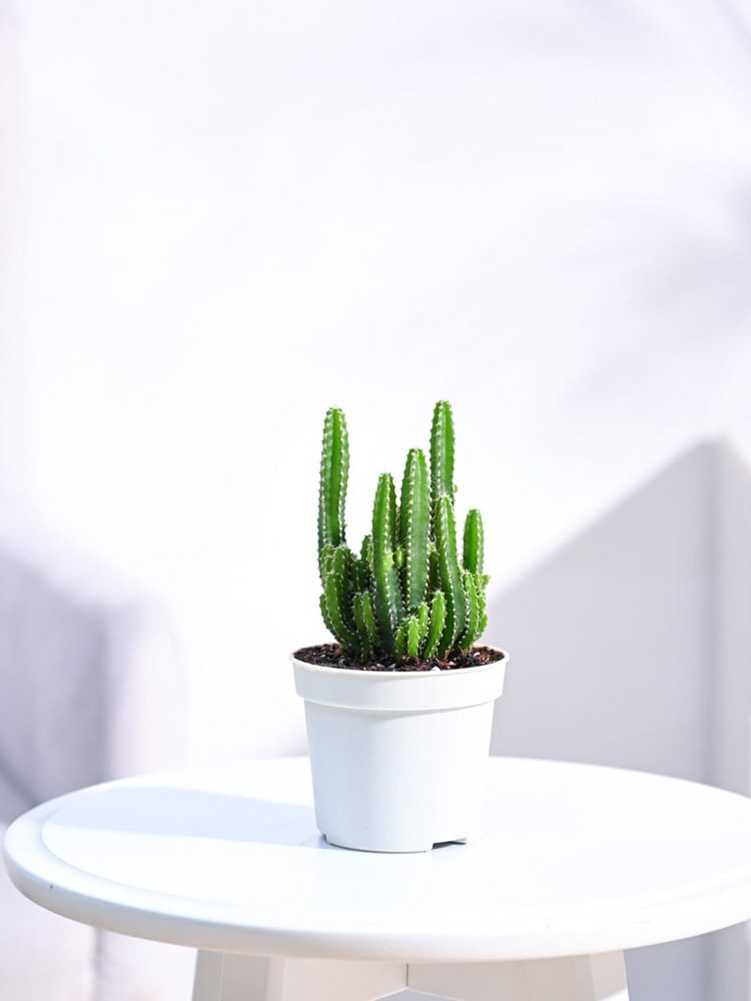 Cactus Plant - Elongated | Indoor Plant | 1 Live Plant
