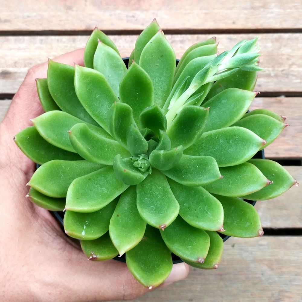 Echeveria Pegasus | Succulent Plant | Indoor Plant | 1 Live Plant