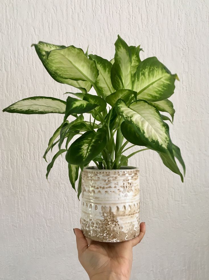 Dieffenbachia Plant | Indoor Plant | Ornamental Plant | Pack Of 1