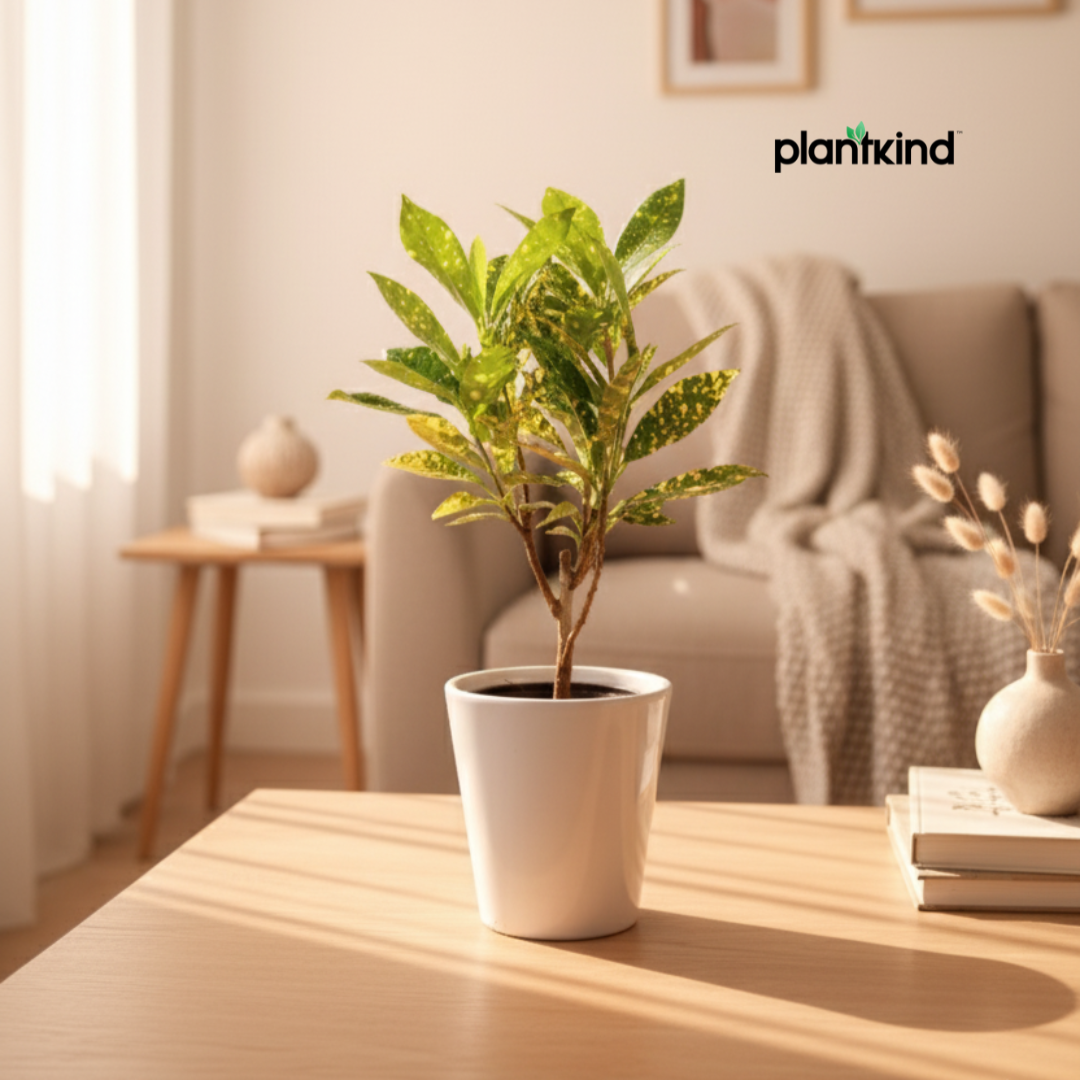 Croton Codiaeum Variegatum Plant |Ornamental Plant| Indoor Plant | Outdoor Plant| 1 Live Plant