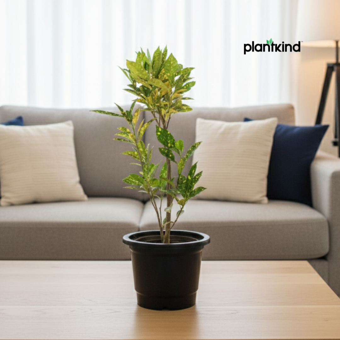 Croton Codiaeum Variegatum Plant |Ornamental Plant| Indoor Plant | Outdoor Plant| 1 Live Plant