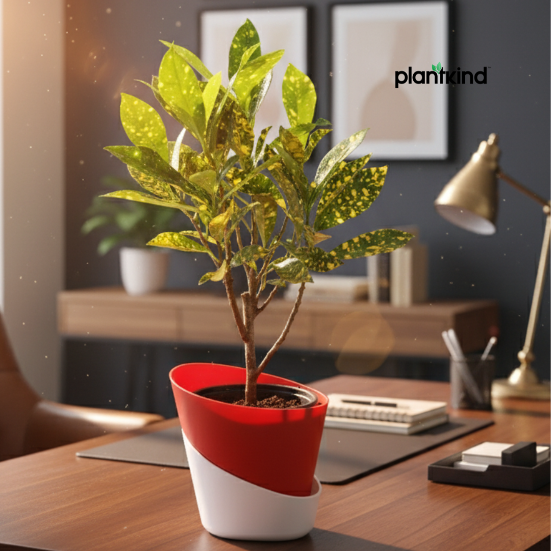 Croton Codiaeum Variegatum Plant |Ornamental Plant| Indoor Plant | Outdoor Plant| 1 Live Plant