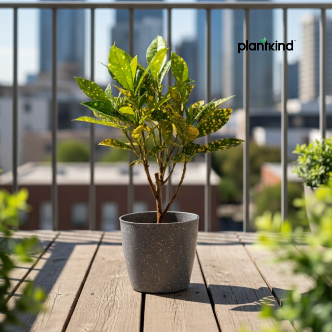 Croton Codiaeum Variegatum Plant |Ornamental Plant| Indoor Plant | Outdoor Plant| 1 Live Plant