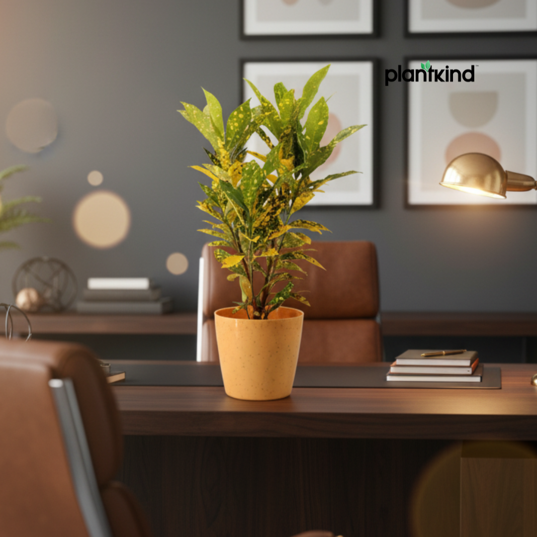 Croton Codiaeum Variegatum Plant |Ornamental Plant| Indoor Plant | Outdoor Plant| 1 Live Plant