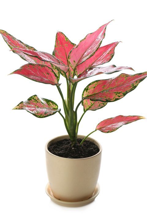 Aglaonema Pink Plant | Indoor Plant | Good Luck Plant | Pack of 1
