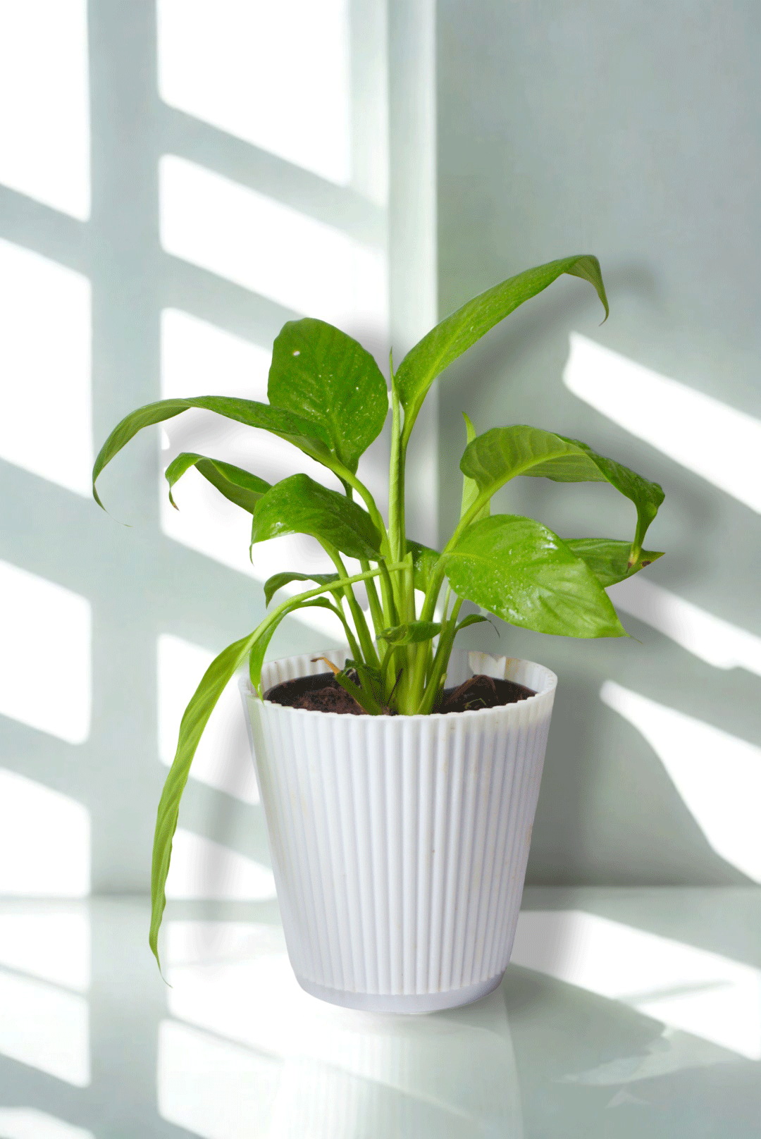 Peace Lily Plant | Indoor Plant | Air Purifier Plant | Pack of 1