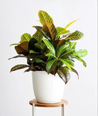 Croton Petra | Indoor Plant | 1 Live Plant