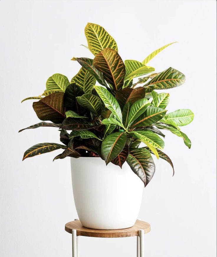 Croton Petra | Indoor Plant | 1 Live Plant