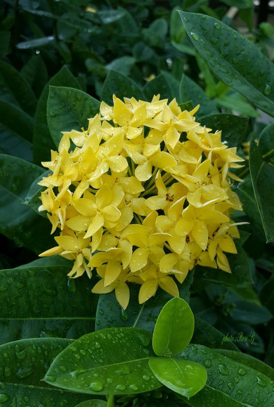 Ixora (Rugmini) Plant - Yellow | Flowering Plant | 1 Live Plant